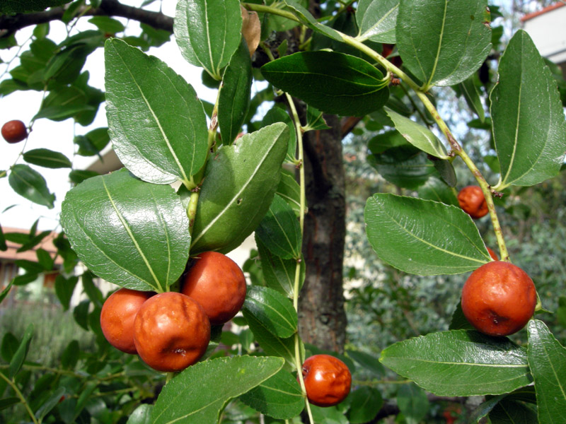 Ziziphus jujuba / Giuggiolo comune